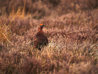 A Red Grouse in the dry autumn heather in the English countryside in the UK.