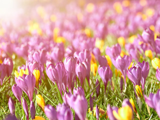 A carpet of purple crocus flowers on a lawn in an English counrty garden