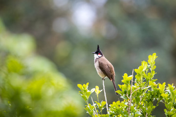 Red whiskered Bulbul (Pycnonotus jocosus) perching on tree