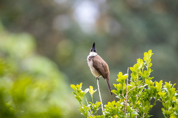 Red whiskered Bulbul (Pycnonotus jocosus) perching on tree