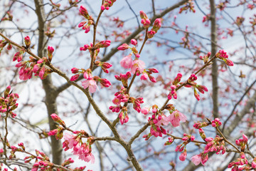 桜のあるビジネス街の公園