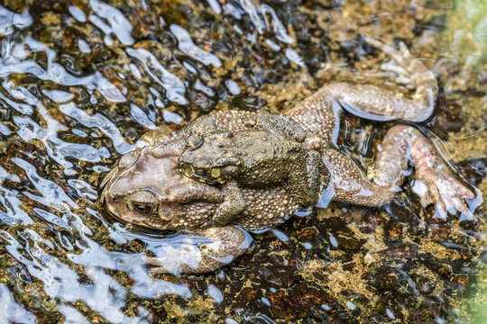 Asian Common Toad (Duttaphrynus Melanostictus) Mating