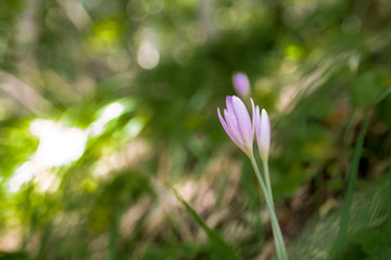 Crocus Vernus, natural flowers found in undergrowth of an alpine forest