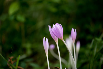 Obraz premium Crocus Vernus, natural flowers found in undergrowth of an alpine forest