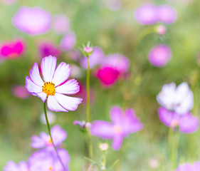 Cosmos flower