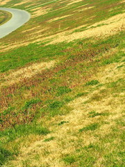 春の江戸川土手風景