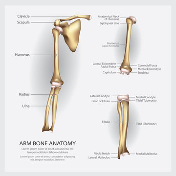 Arm Bone Anatomy with Detail Vector Illustration