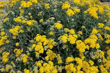 Yellow lovers on the field