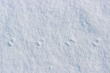traces of a small mouse on white snow in the winter.