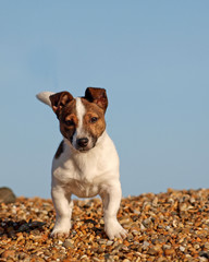 Puppy on the Beach