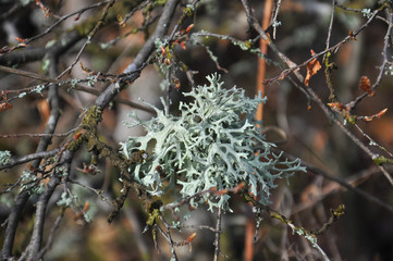 Lichen on tree branch. Lichen grows on rotten wood
