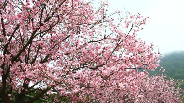 pink cherry blossom on daylight