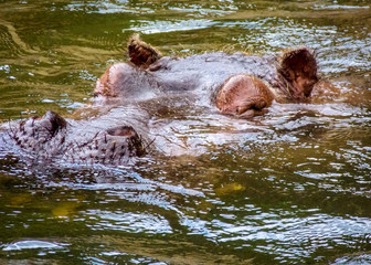 The common hippopotamus (Hippopotamus amphibious), or hippo, is a large, mostly herbivorous, semi-aquatic mammal native to sub-Saharan Africa, and one of only two extant species in the family.