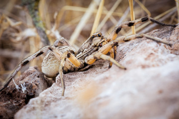 Spider's large eyes
