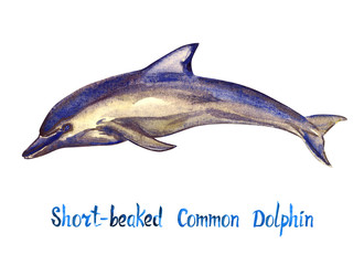 Short-beaked common dolphin, isolated on white background hand painted watercolor illustration with handwritten inscription © ArtoPhotoDesigno