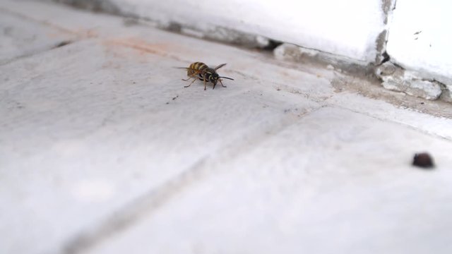 Wasp is trying to take off