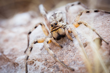 Spider's large eyes