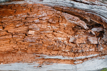 Old rough wood texture. Wooden . Forest background.