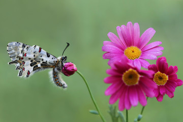 Orman fistosu - Zerynthia cerisyi © mylasa