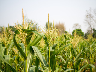Corn field - Corn male flowers, Pollen tassels of sweet corn stalk