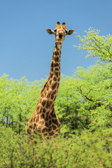 Funny screaming giraffe, Botswana