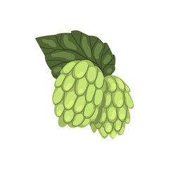 Hops, humulus lupulus plant, element for brewery products design vector Illustration on a white background