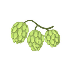 Hop cones, humulus lupulus plant, element for brewery products design vector Illustration on a white background