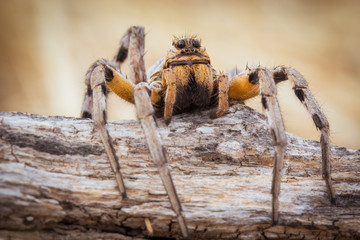Spider's large eyes
