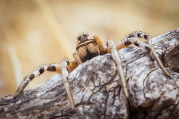 Spider's large eyes