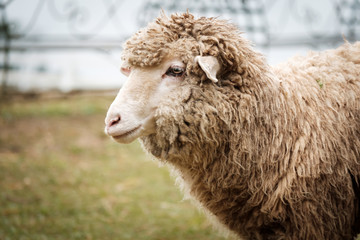 Cute funny happy sheep at outdoor garden nature field valley