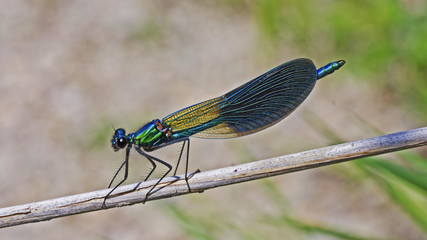 Libellule bleue accrochée à un roseau au-dessus de l'eau d'une rivière. Demoiselle insecte volant dans la nature du Sud de la France en été
