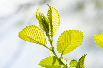 Green leaves on a tree