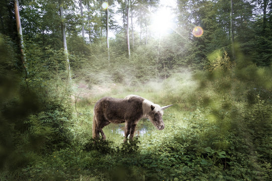 Das letzte kleine Einhorn steht in einer Lichtung, Lichtung