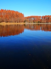 秋晴れの公園の湖に映るセコイアの木