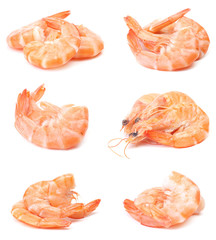 Fresh shrimps