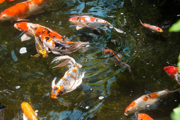 Koi fish in a pond close up