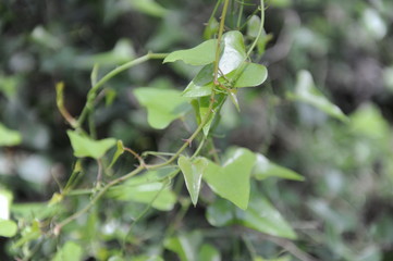 enredadera