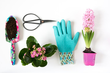 Gardening spring concept with pink calanchoe and hyacinth and tools on white board. Flat lay.