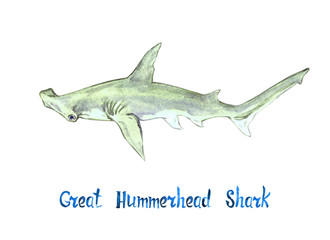 Great Hummerhead shark, isolated on white background hand painted watercolor illustration with handwritten inscription - obrazy, fototapety, plakaty
