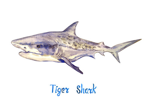 Tiger shark, isolated on white background hand painted watercolor illustration with handwritten inscription