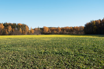 Green field in autumn.