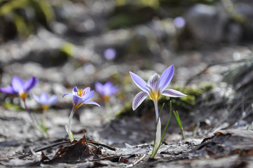 Saffron, Crocus sativus, First spring flower in mountain. Purple flowers in forest in early spring