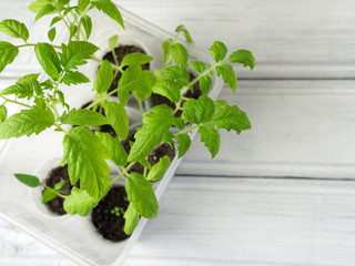 Fototapeta na wymiar Young seedlings tomato