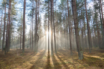 Sunlight in misty forest.