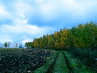 Fototapeta premium Autumn Grove