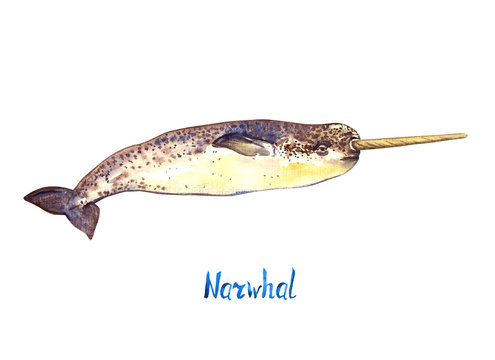 Narwhal, isolated on white background hand painted watercolor illustration with handwritten inscription