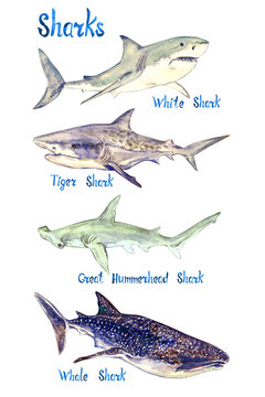 Sharks species set: White, Tiger, Great Hummerhead and Whale shark, isolated on white background hand painted watercolor illustration with handwritten inscription