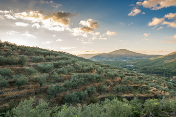 landscape of olive trees at sunset