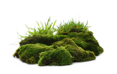 Green moss with grass isolated on white background