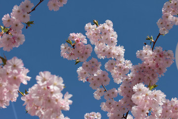 cloudless spring day